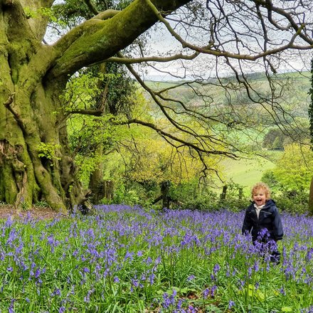 Caeheddcottage bluebells